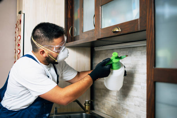 Best Wasp Removal Services  in Yadkinville, NC