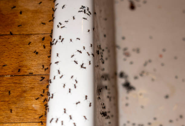 Trusted Yadkinville, NC Pest Control Experts