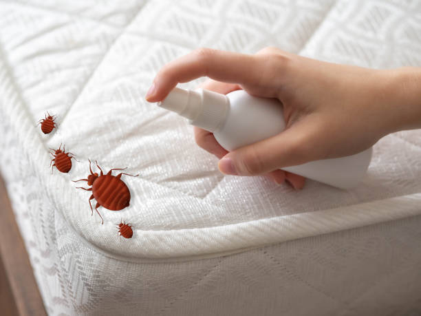 Best Spider Control Near Me  in Yadkinville, NC