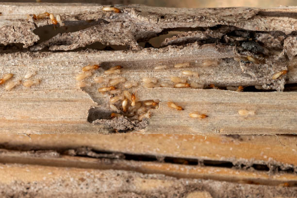 Best Termite Control Services  in Yadkinville, NC